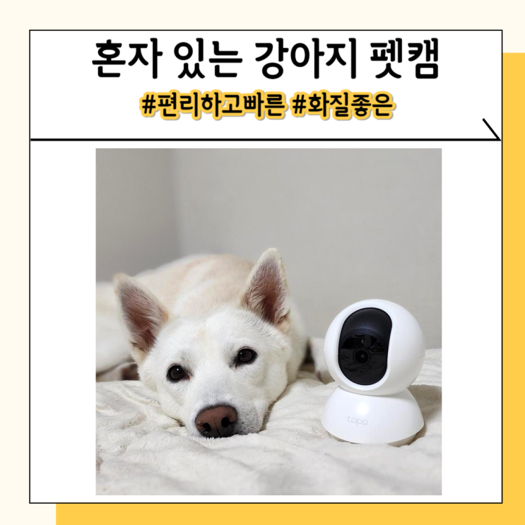 강아지 스마트폰 CCTV 어플 펫캠 추천