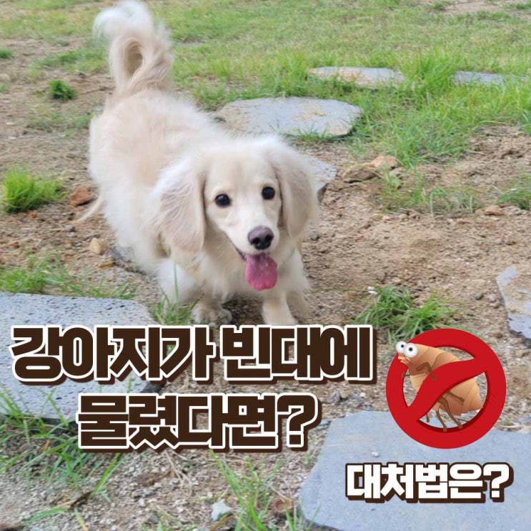  강아지 빈대 물리면 나타나는 증상과 산책 시 빈대 주의점