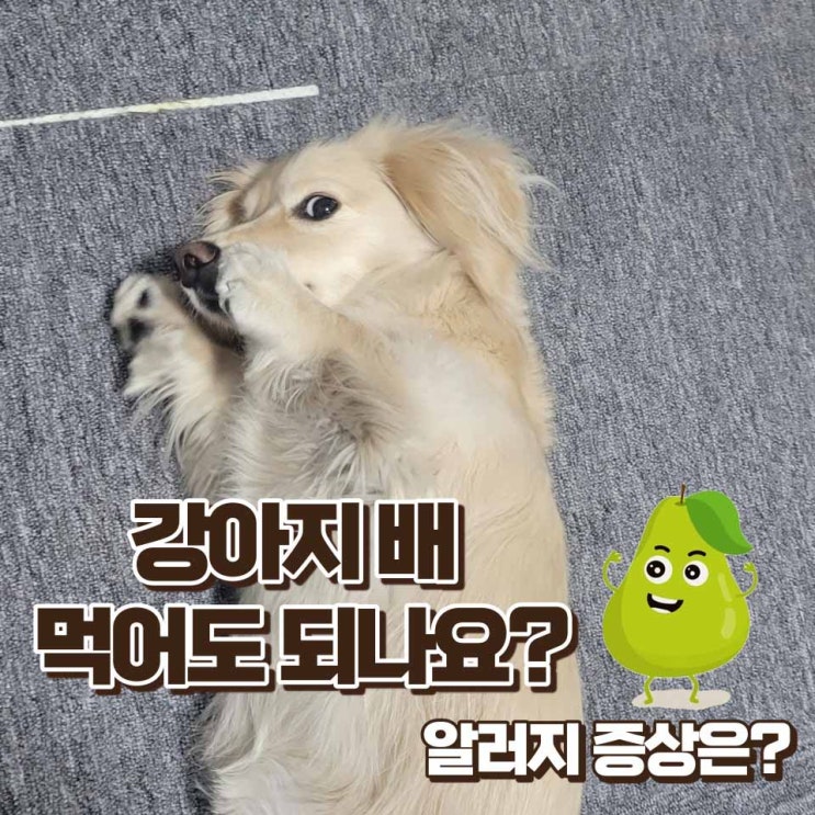  강아지 배 먹어도 되나요? 급여방법과 알러지증상
