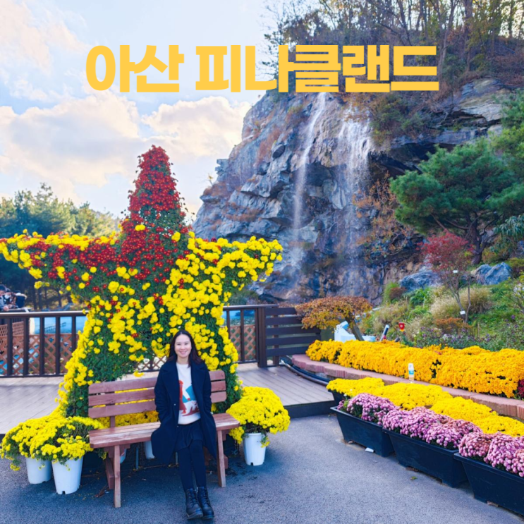 아산 피나클랜드 삼천만송이 국화축제 가을 달빛폭포 아산 피나클랜드 삼천만송이 국화축제 가을 달빛폭포