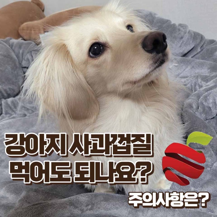  강아지 사과껍질 먹어도 되나요? 사과 효능과 주의사항