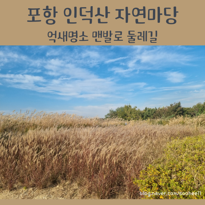 포항 인덕산 자연마당 | 억새명소 맨발로 둘레길 가을여행지