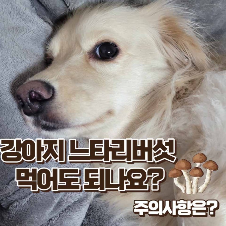  강아지 느타리버섯 먹으면 위험할 수 있어요
