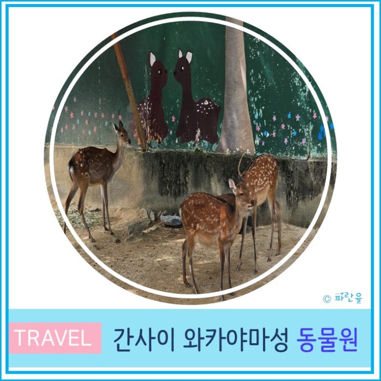  간사이 오사카 근교 소도시 와카야마 여행 와카야마성 동물원 후기 입장료 안내