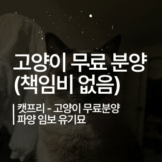  [정보 공유] 고양이 무료 분양 책임비 분양비 임보비 없이 진짜 무료 분양받는 방법
