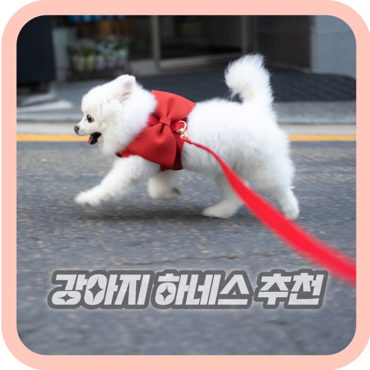  새끼 강아지 하네스 추천 펫더독 내돈내산