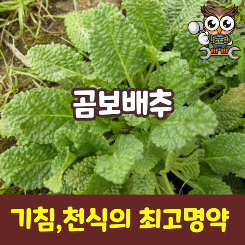 곰보배추의 효능(천식특효 No.1)