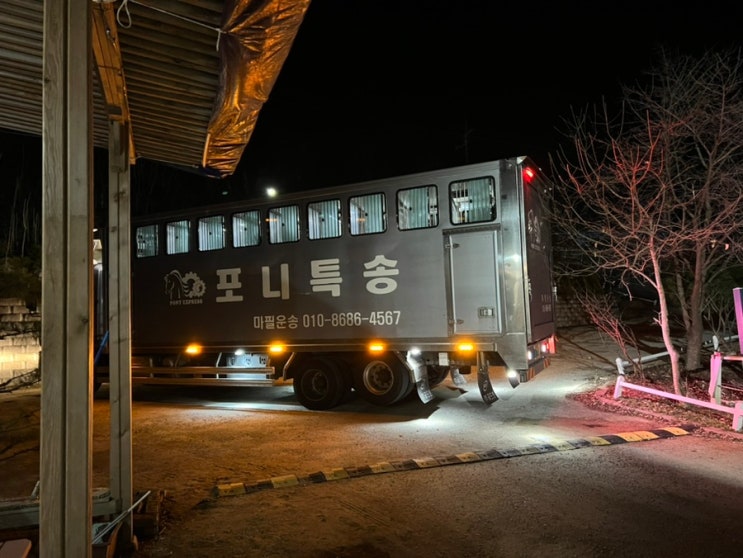  제주목장에서 웜블러드 2마리