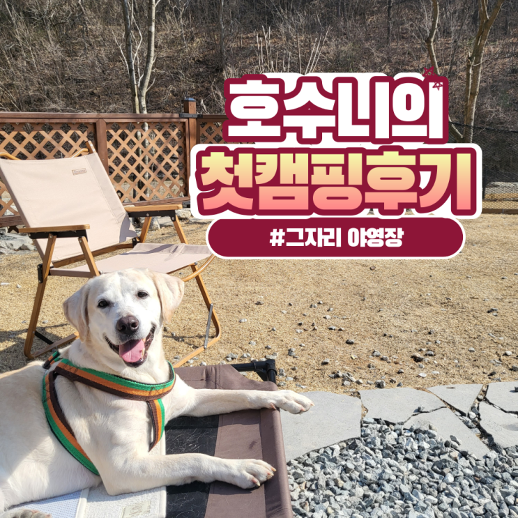  홍천 그자리 야영장 개별펜스 애견전용 대형견동반가능 캠핑장