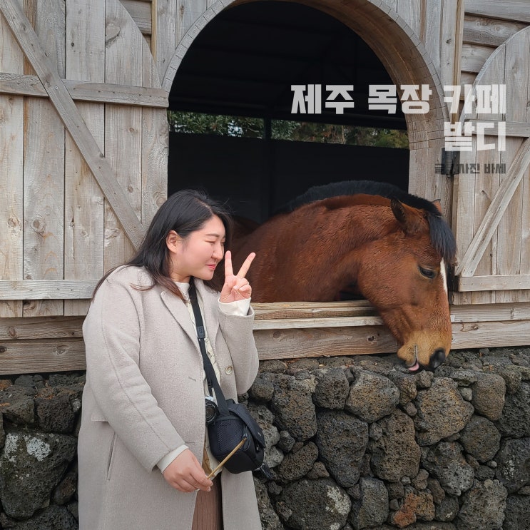  제주 승마체험 말 먹이주기 목장카페 밭디