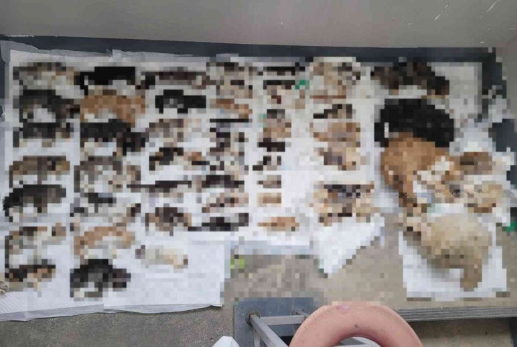 "냄새나요" 60대 독거노인 집 들어가보니…고양이 사체 수백마리 "냄새나요" 60대 독거노인 집 들어가보니…고양이 사체 수백마리