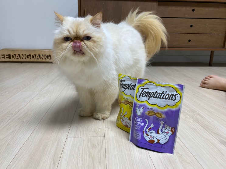  고양이 간식 템테이션