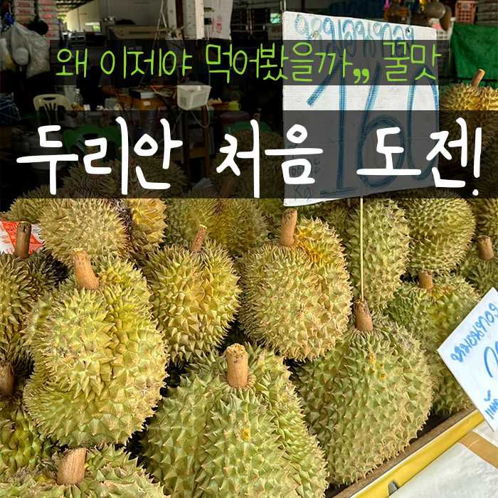  두리안 효능 맛 냄새 생두리안 먹는법 태국 치앙마이