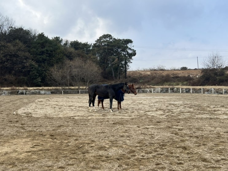  파밀리에 승마장 조련일지 3일차