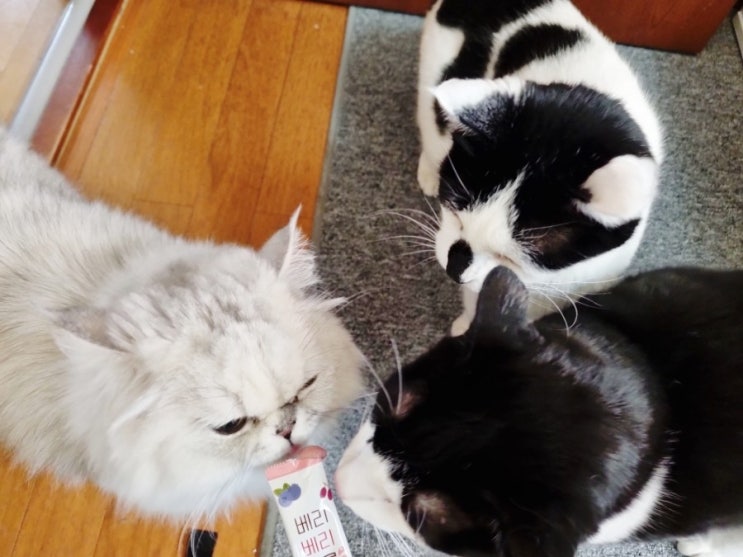 [고양이 츄르 추천] 기호성 좋은 저염 츄르 듀먼 베리베리 츄릅 스틱 후기