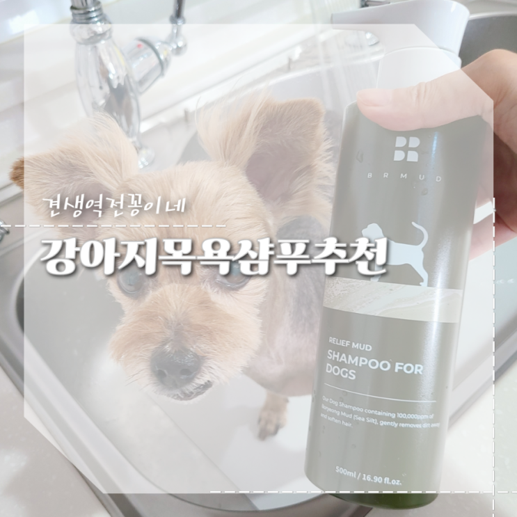  애견샴푸 추천 강아지 냄새제거 목욕 천연샴푸