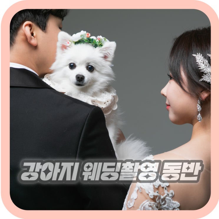  강아지 웨딩드레스 스튜디오 동반촬영 후기