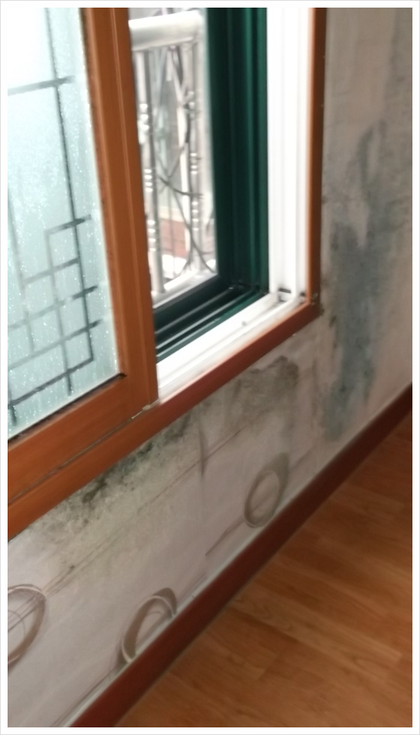  벽 곰팡이제거? 실제 피해 상황!