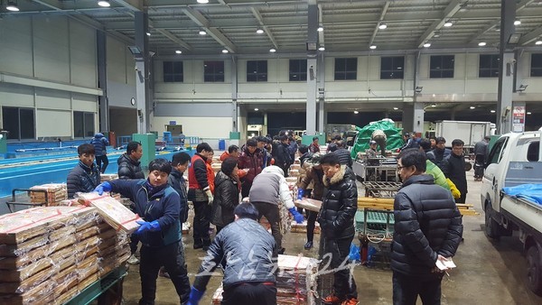  신안군 송도위판장에서 겨울철 대표하는 별미 동백하(冬白蝦) 생새우, 첫 위판 시작