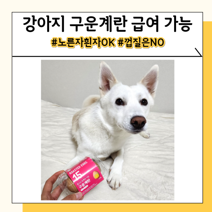 강아지 구운계란 노른자 흰자 달걀 껍질 주지마세요 강아지 구운계란 노른자 흰자 달걀 껍질 주지마세요
