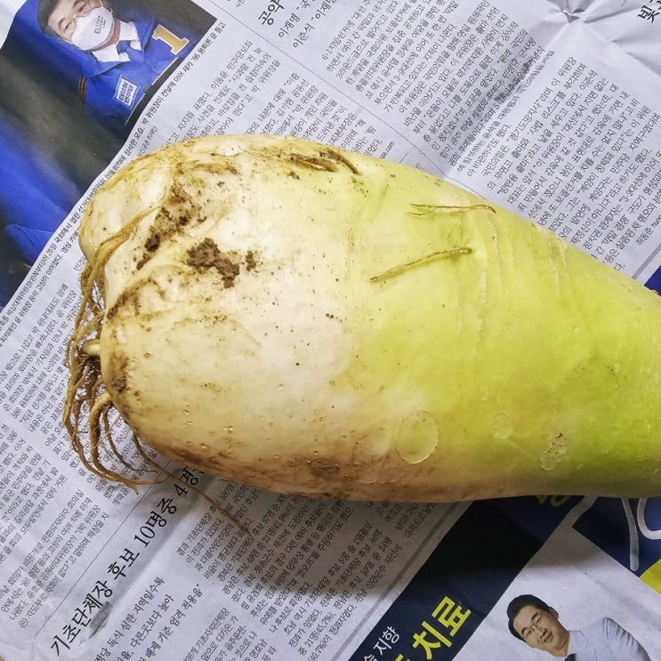  김장 무 보관법 및 고르는 법, 효능 알아보기