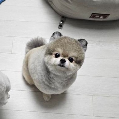  동글동글 예쁘고 사랑스런 폼사랑 곰돌이 깡이 
