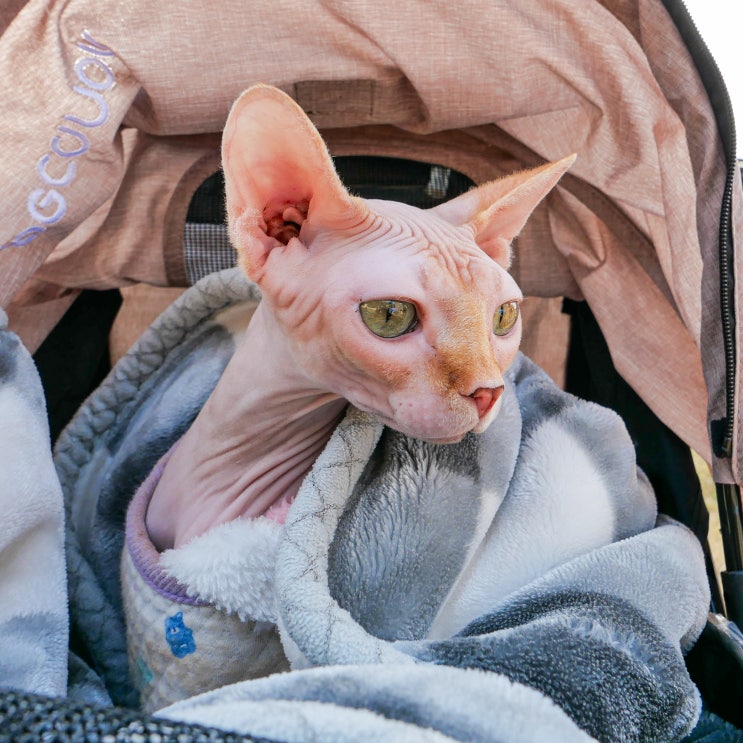  털없는고양이 스핑크스 고양이 기본정보 개냥이 성격 가진 품종