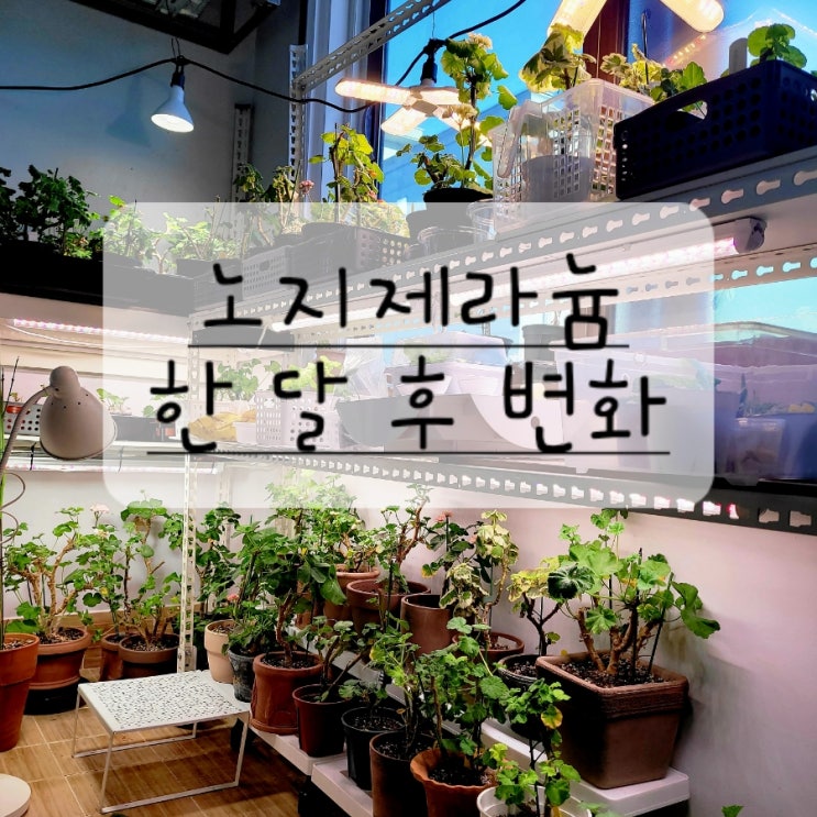  노지제라늄 분갈이 한 달 후 변화