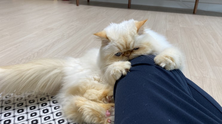  고양이 손 방망이