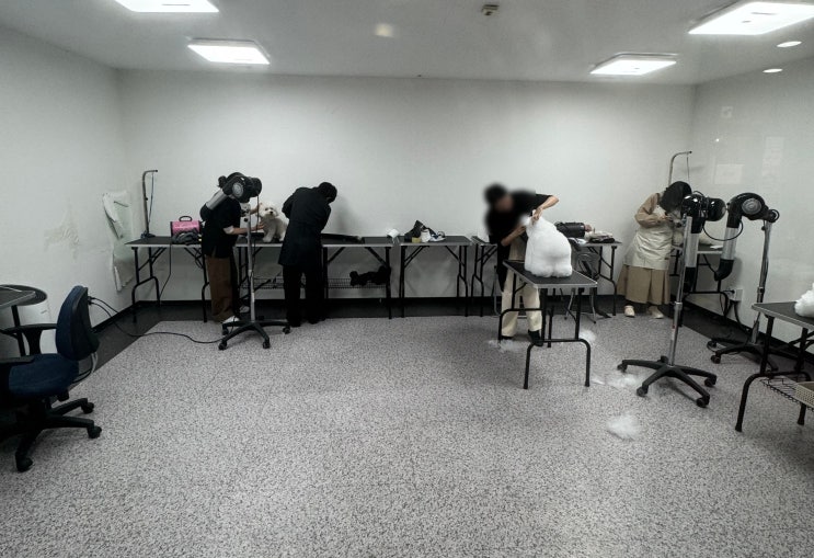  애견미용자격증 종류, 필요성, 취득 후 진로(직장인, 수강생, 학생)