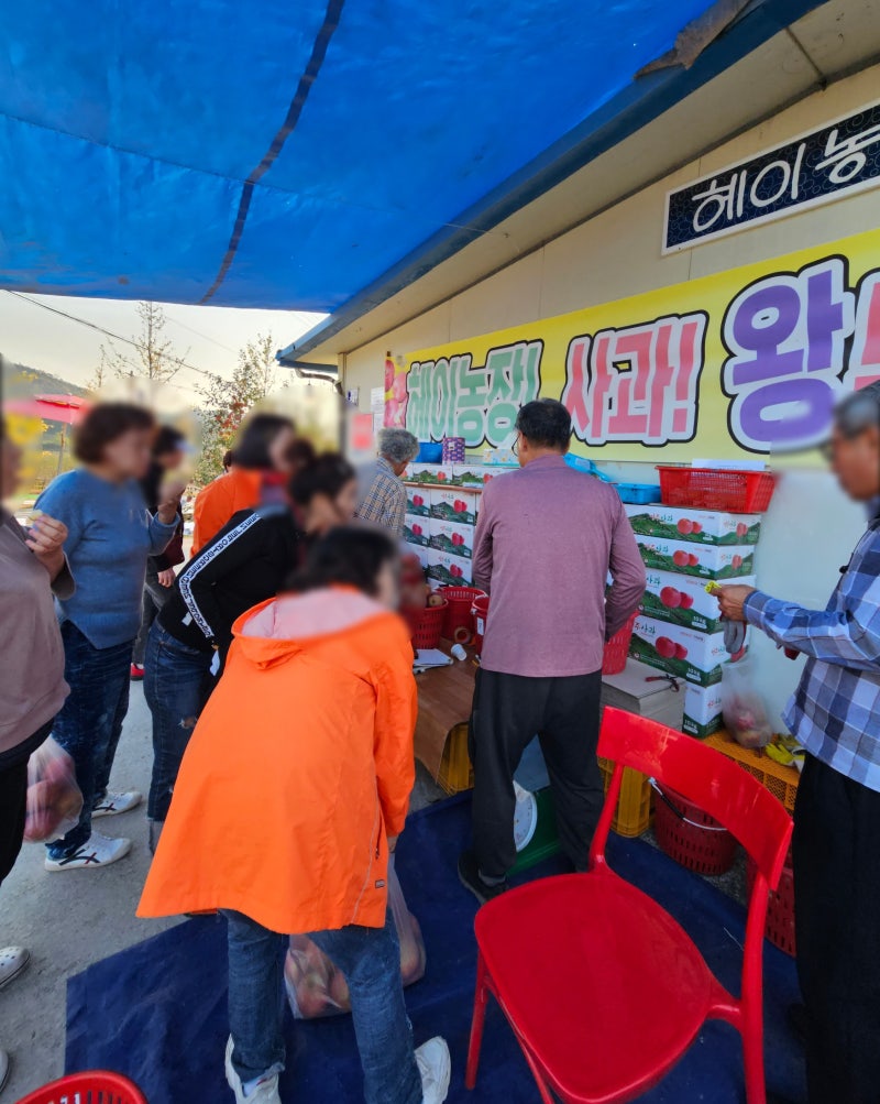영주여행 사과따기체험 헤이농장