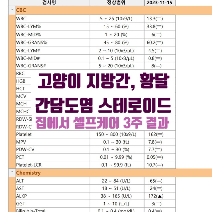  고양이 빈혈 지방간 황달 투병 3 주째 / 동네병원에서 진료받았어요