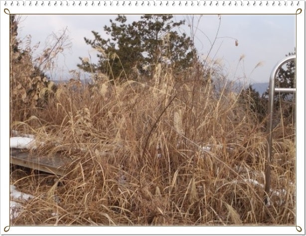 옥룡산 사진 6