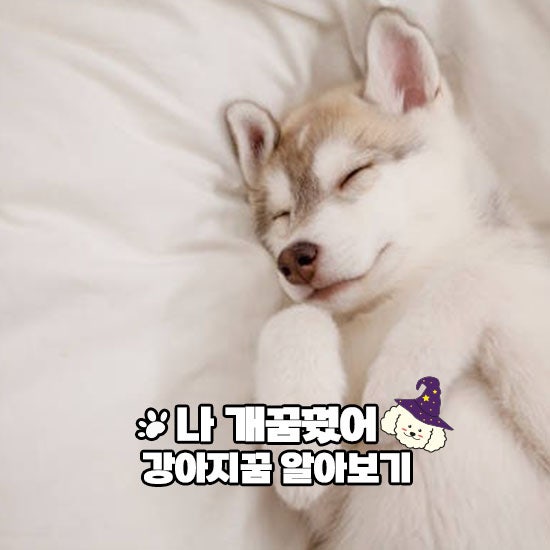 나 개꿈 꿨어 개꿈 해몽 알아보기 흰개꿈,강아지꿈,복권당첨되는꿈