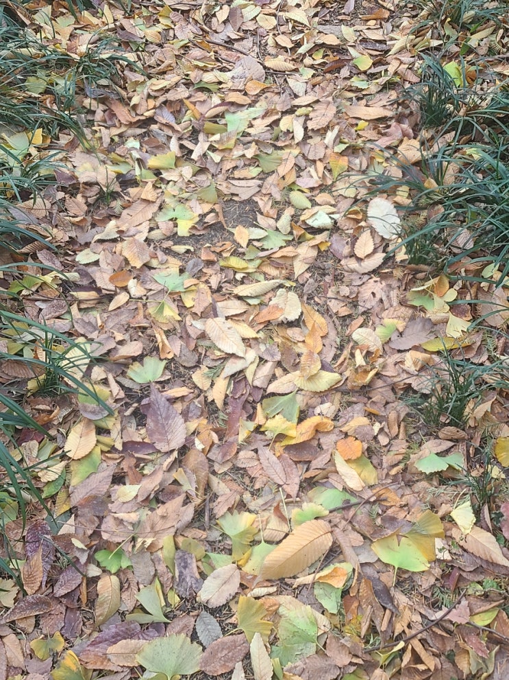 낙엽을 밟다