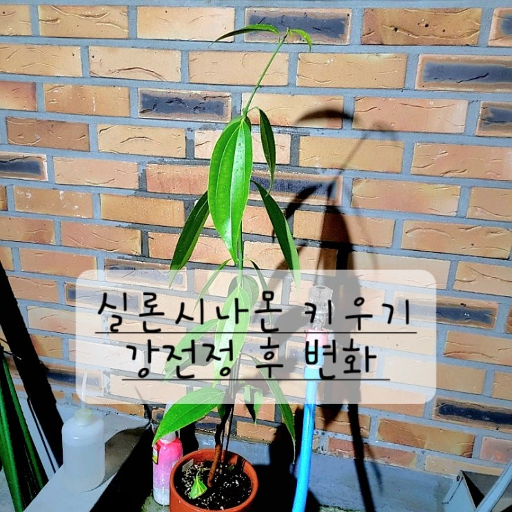  실론시나몬 키우기/ 분갈이 가지치기/ 강전정 후 변화