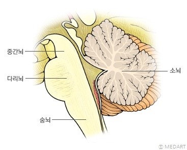 생명의 뇌, 뇌줄기(brain stem): 중간뇌(중뇌)(midbrain), 다리뇌(교뇌, 뇌교)(pons), 숨뇌(연수 ...