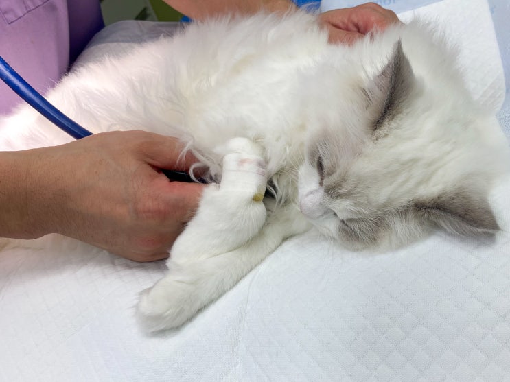  고양이 천식 증상, 알레르기 원인 켁켁 기침 숨소리 치료 약 검사 예방