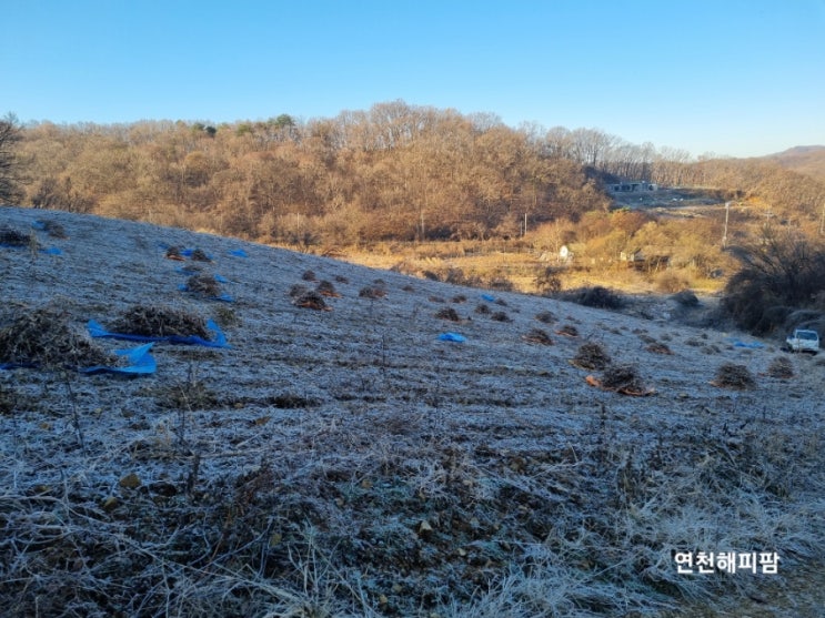  연천콩 백태 메주콩 수확 판매예정