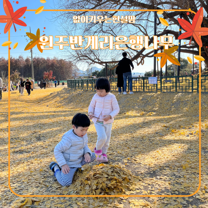 원주 <b>반계리 은행나무</b> 아이와 <b>단풍</b> 여행