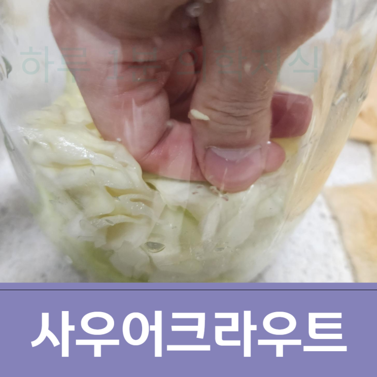  사우어크라우트 효능 독일식 양배추 절임