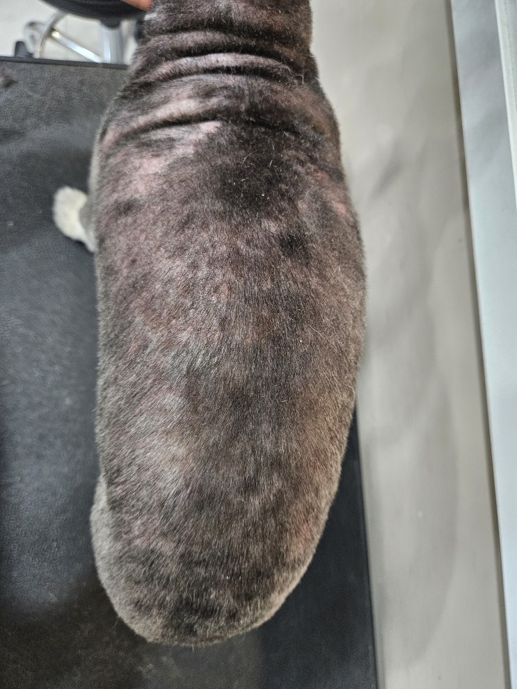  강아지피부병 재발,놓치고 있던 중요한 이유