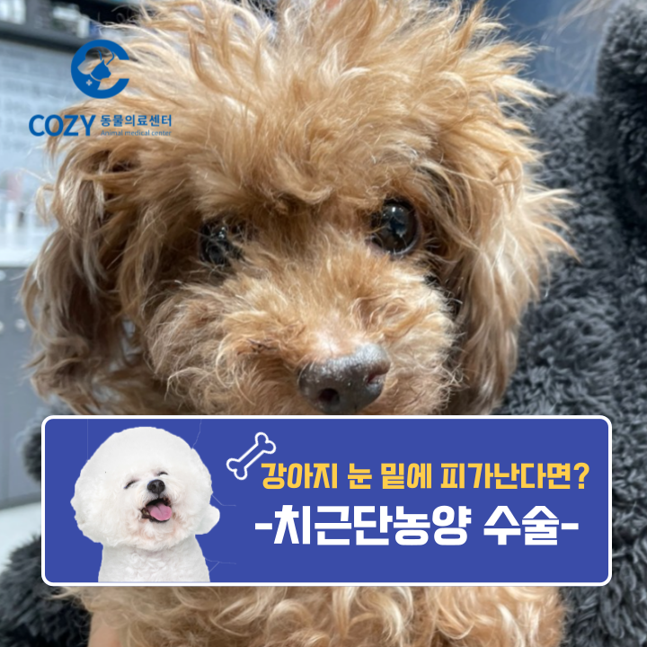  강아지 치과에서 치근단농양 수술한 하늘이 후기