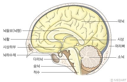 생명의 뇌, 뇌줄기(brain stem): 중간뇌(중뇌)(midbrain), 다리뇌(교뇌, 뇌교)(pons), 숨뇌(연수 ...