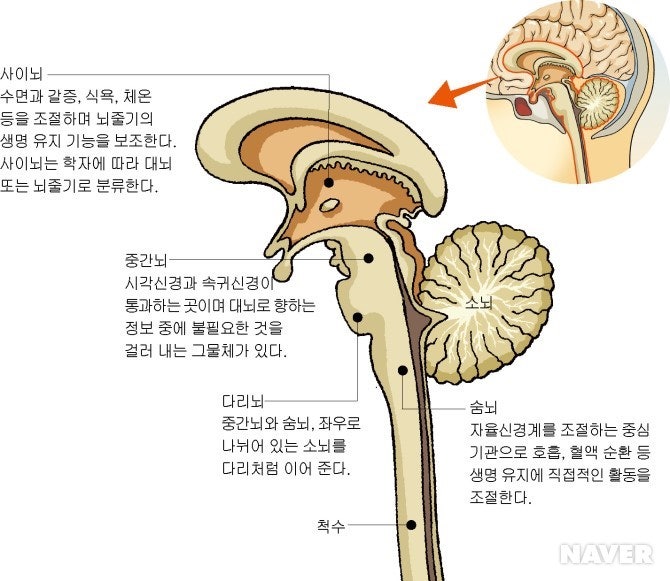 생명의 뇌, 뇌줄기(brain stem): 중간뇌(중뇌)(midbrain), 다리뇌(교뇌, 뇌교)(pons), 숨뇌(연수 ...