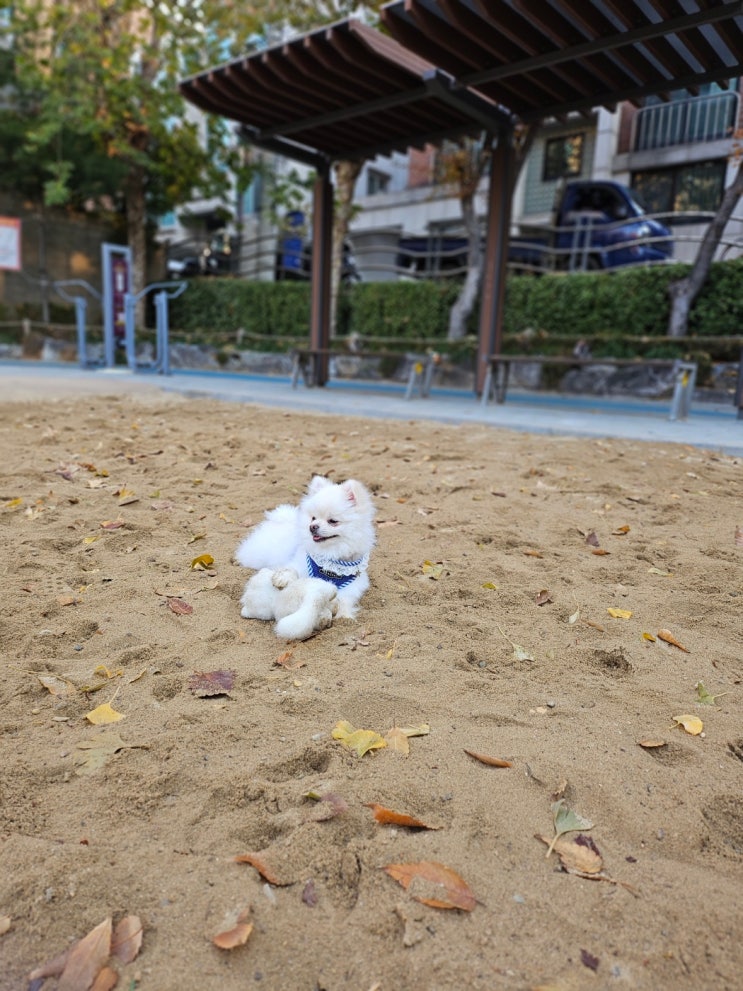  강아지와 아침 산책