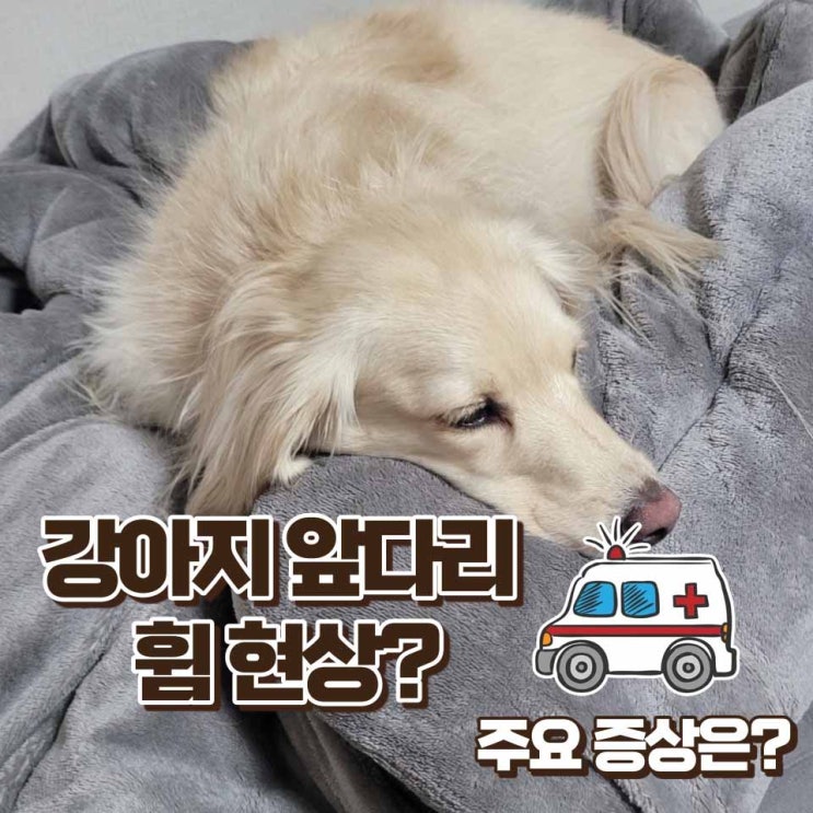  강아지 앞다리 휨 원인과 주요증상