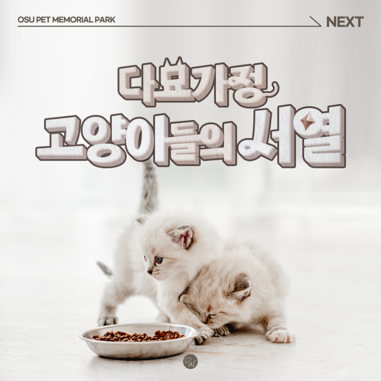  다묘가정 고양이들의 서열에 대해 알아봐요