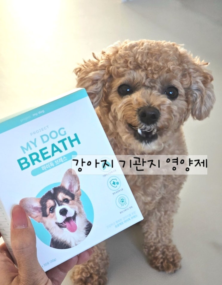  물 마시면 사레들리는 강아지 예방 방법, 기관지 영양제 마이펫 프로젝트 마이독 브레스
