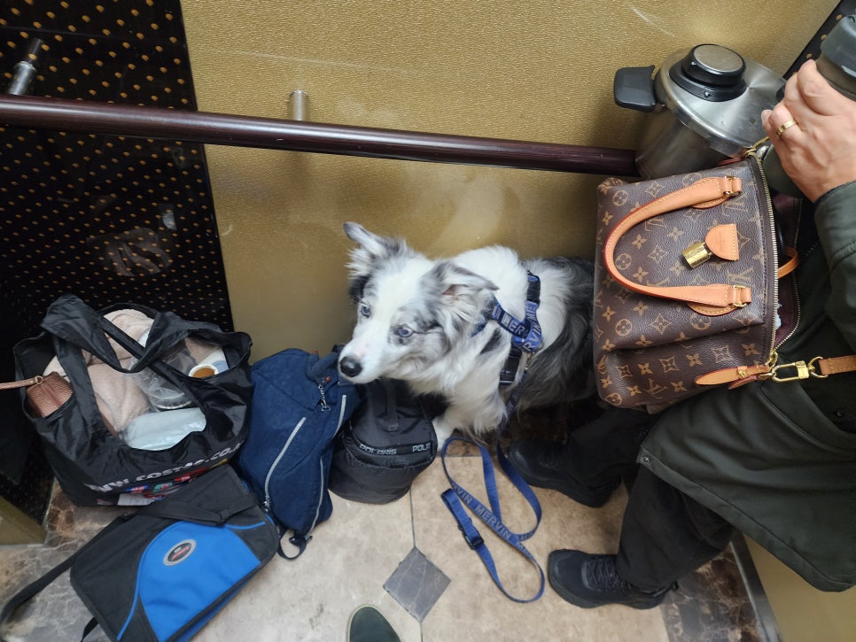 도그베이팜팜 사진 1
